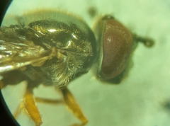 Platycheirus quadratus