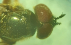 Platycheirus quadratus