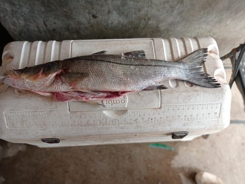 White snook (Centropomus viridis) — Centropomidae — 5