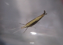 Ypsolopha dentiferella