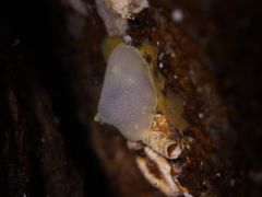Cadlina laevis