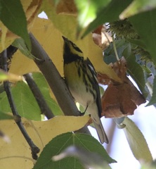 Setophaga townsendi