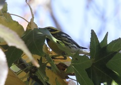 Setophaga townsendi