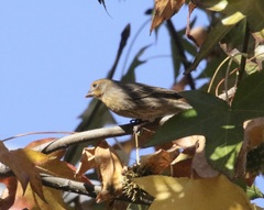 Haemorhous mexicanus