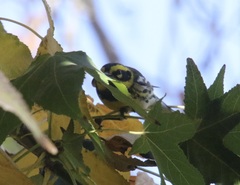 Setophaga townsendi