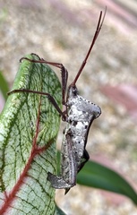 Acanthocephala declivis image