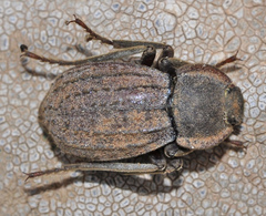 Asida curvatipennis