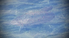 Trachemys venusta cataspila