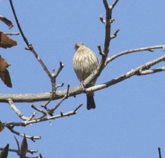 Haemorhous mexicanus