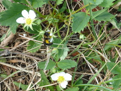 Fragaria virginiana glauca