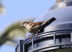 Passer domesticus