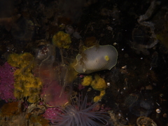 Cadlina laevis