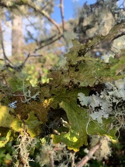 Lobaria pseudopulmonaria