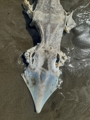 Dipturus nasutus