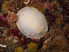 Cadlina laevis