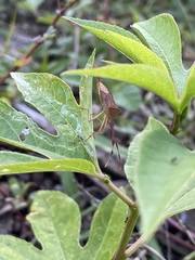 Chondrocera laticornis
