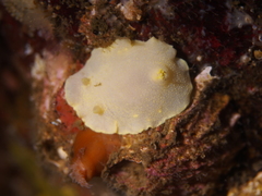 Cadlina laevis
