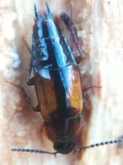 Tachinus subterraneus