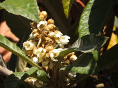 Apis mellifera