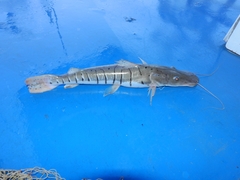 Pseudoplatystoma punctifer