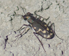 Cicindela senilis