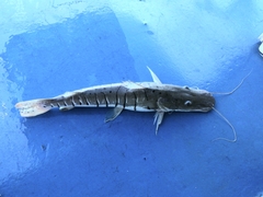 Pseudoplatystoma punctifer
