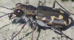 Cicindela senilis