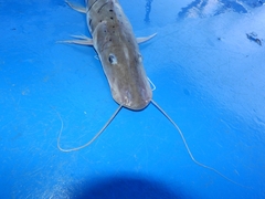 Pseudoplatystoma punctifer
