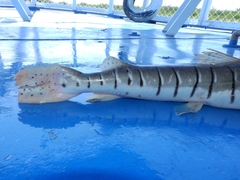 Pseudoplatystoma punctifer