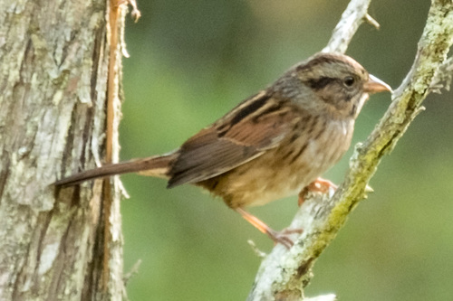 Melospiza georgiana