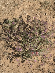 Acleisanthes chenopodioides