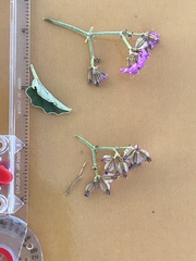 Acleisanthes chenopodioides