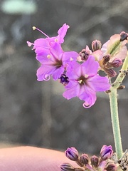 Acleisanthes chenopodioides