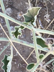 Acleisanthes chenopodioides