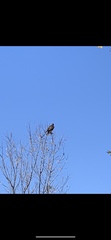 Buteo jamaicensis