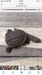 Hydromedusa tectifera