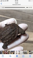 Hydromedusa tectifera