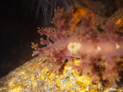 Dendronotus