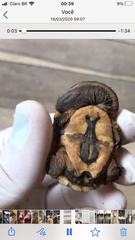 Hydromedusa tectifera