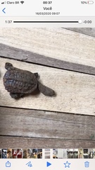 Hydromedusa tectifera