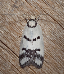 Compsotropha selenias