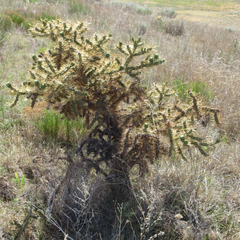 Cylindropuntia davisii