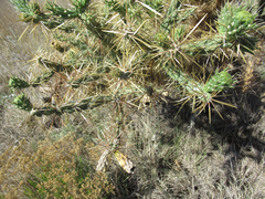 Cylindropuntia davisii