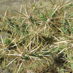 Cylindropuntia davisii