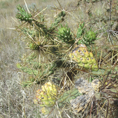 Cylindropuntia davisii