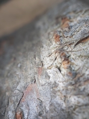 Phaeocalicium curtisii