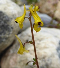 Corydalis casimiriana