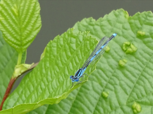 Goblet-marked Damselfly, Sint Pieter, Maastricht, Nederland, photo 6 of 10