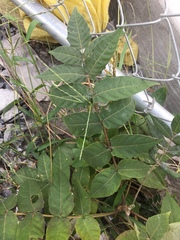 Ailanthus altissima