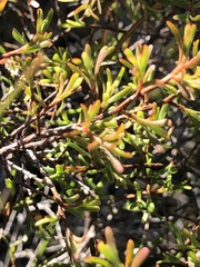 Polygonella polygama brachystachya
